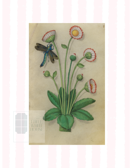 Pink & White Botanical Study, Giclee Print : STUDY 11