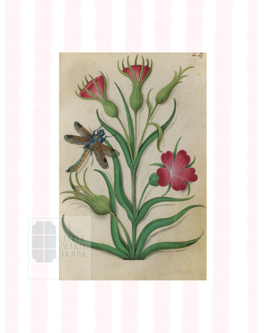 Pink & White Botanical Study, Giclee Print : STUDY 1