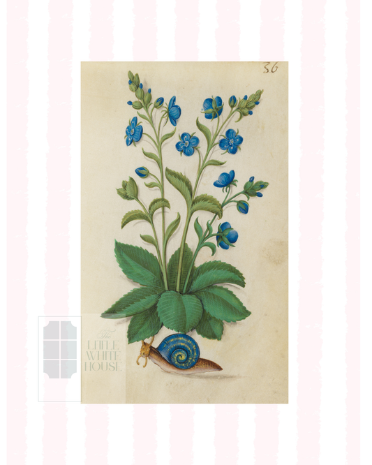 Pink & White Botanical Study, Giclee Print : STUDY 2