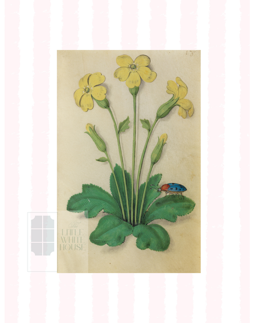 Pink & White Botanical Study, Giclee Print : STUDY 3