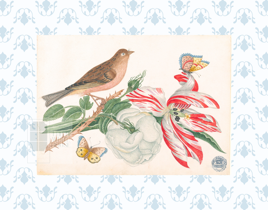 Bright Botanical Study, 11x14 Giclee Print : STUDY 8