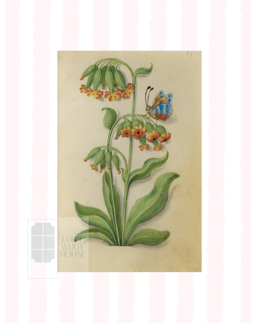 Pink & White Botanical Study, Giclee Print : STUDY 6