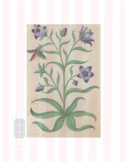 Pink & White Botanical Study, Giclee Print : STUDY 7