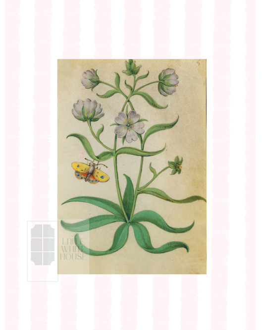 Pink & White Botanical Study, Giclee Print : STUDY 8