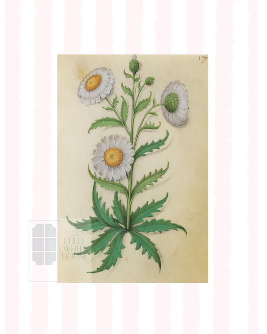 Pink & White Botanical Study, Giclee Print : STUDY 9