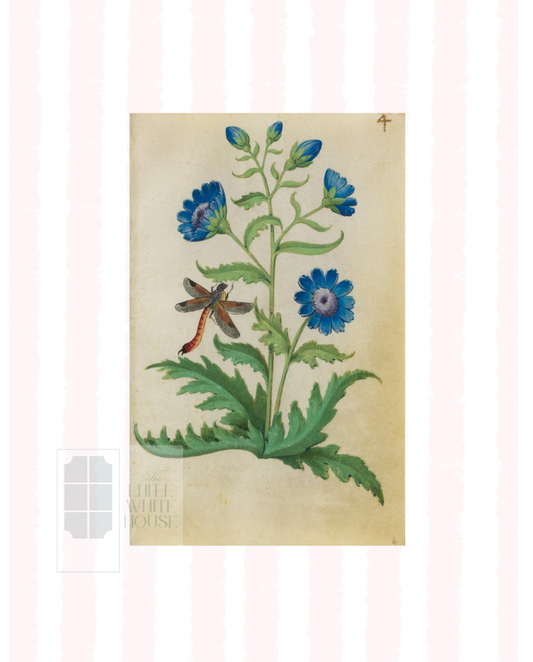 Pink & White Botanical Study, Giclee Print : STUDY 4