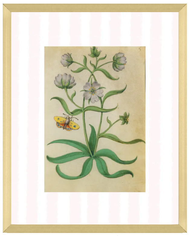 Pink & White Botanical Study, Giclee Print : STUDY 8