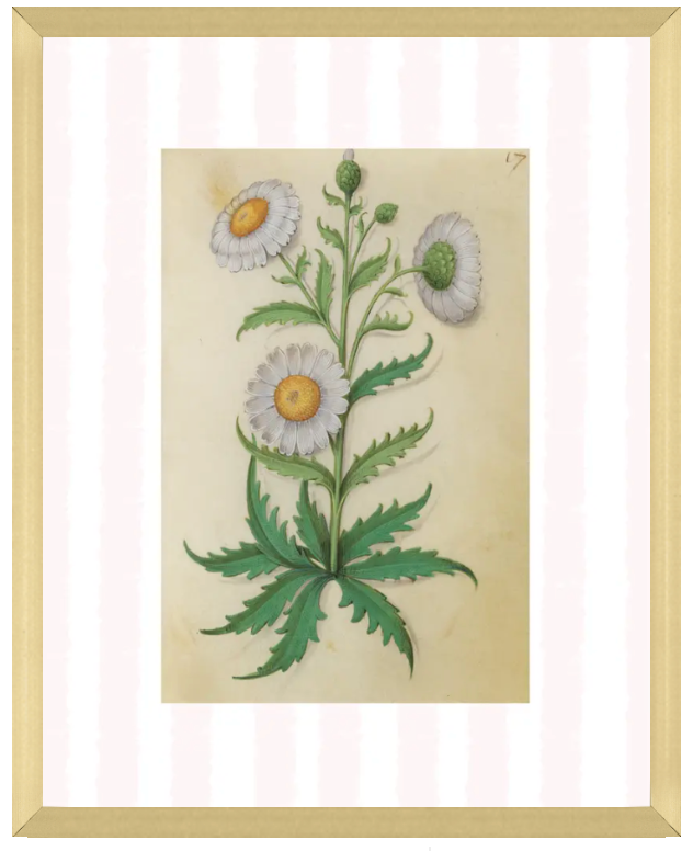 Pink & White Botanical Study, Giclee Print : STUDY 9