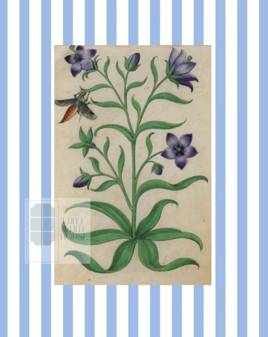 Blue & White Botanical Study, Giclee Print : STUDY 7