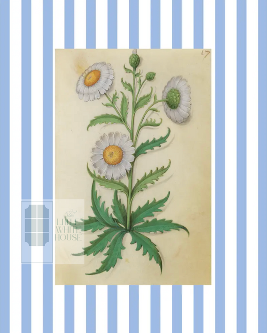 Blue & White Botanical Study, Giclee Print : STUDY 9