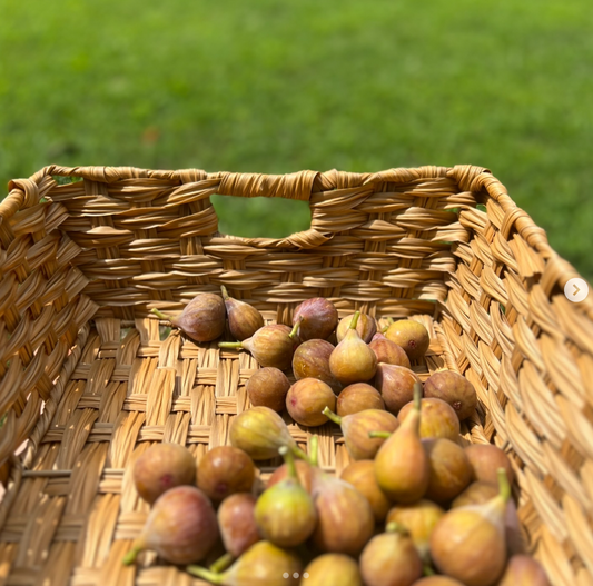 The FIG Tree Obsession