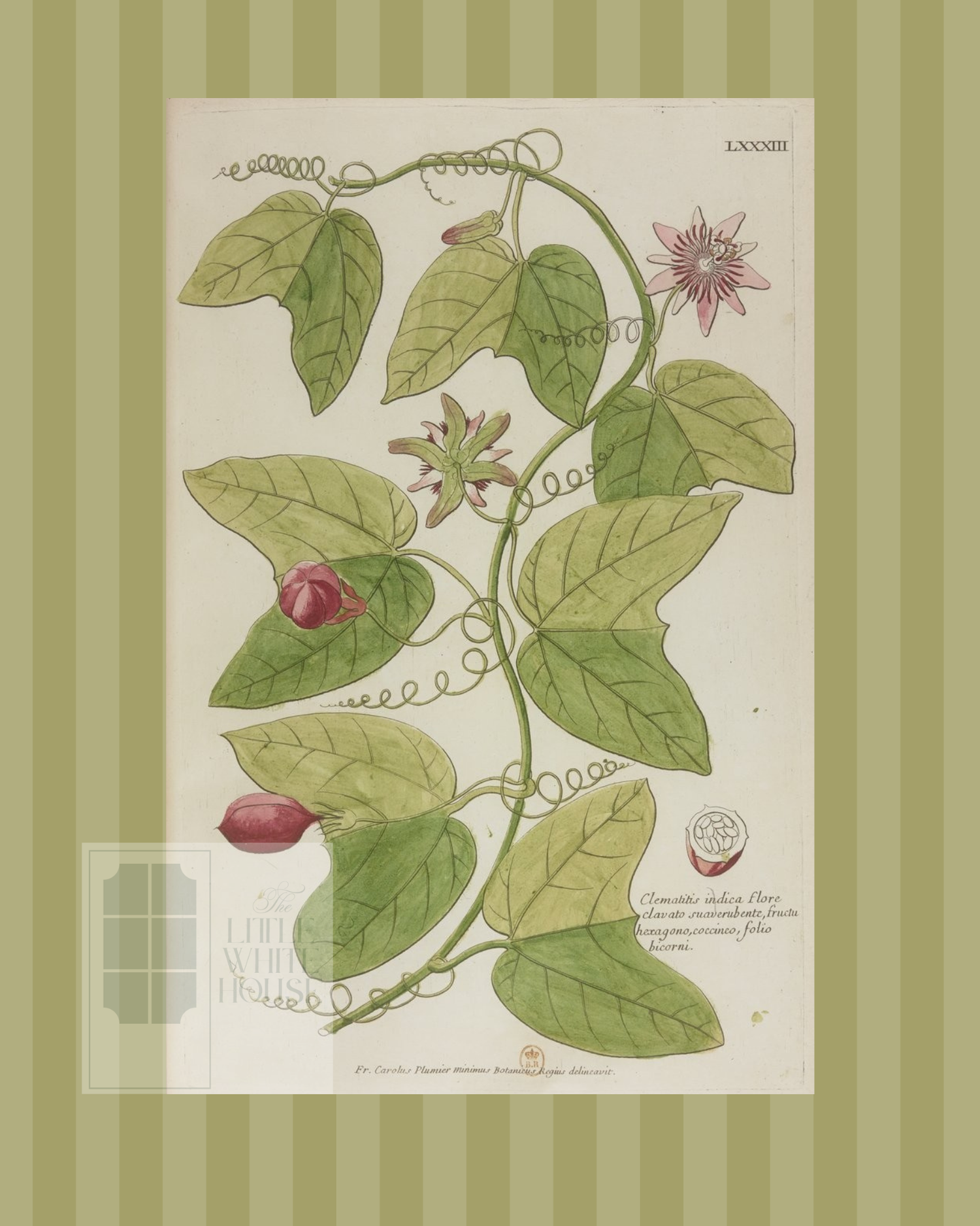 Green on Green Botanicals