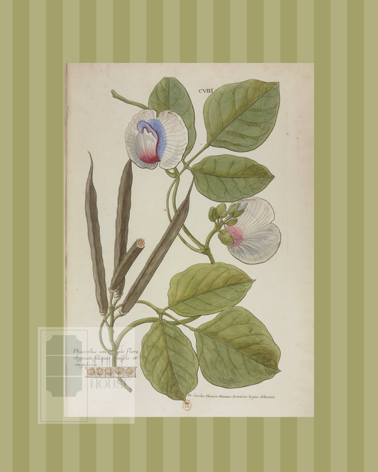 Green on Green Stripe Botanical Giclee - 8x10 - Print 10