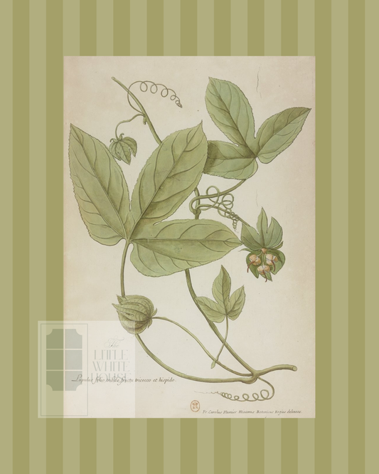 Green on Green Stripe Botanical Giclee - 8x10 - Print 11