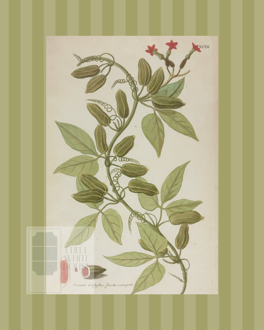 Green on Green Stripe Botanical Giclee - 8x10 - Print 12