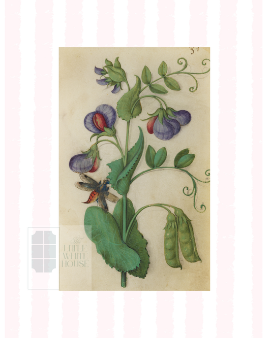 Pink & White Botanical Study, Giclee Print : STUDY 12