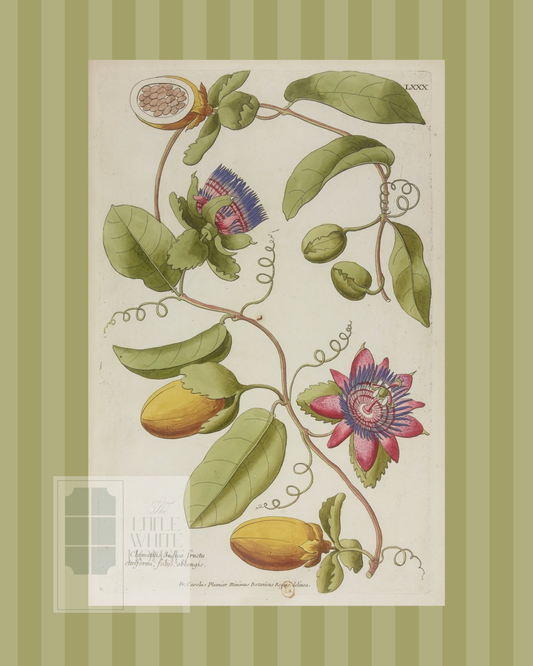 Green on Green Stripe Botanical Giclee - 8x10 - Print 1