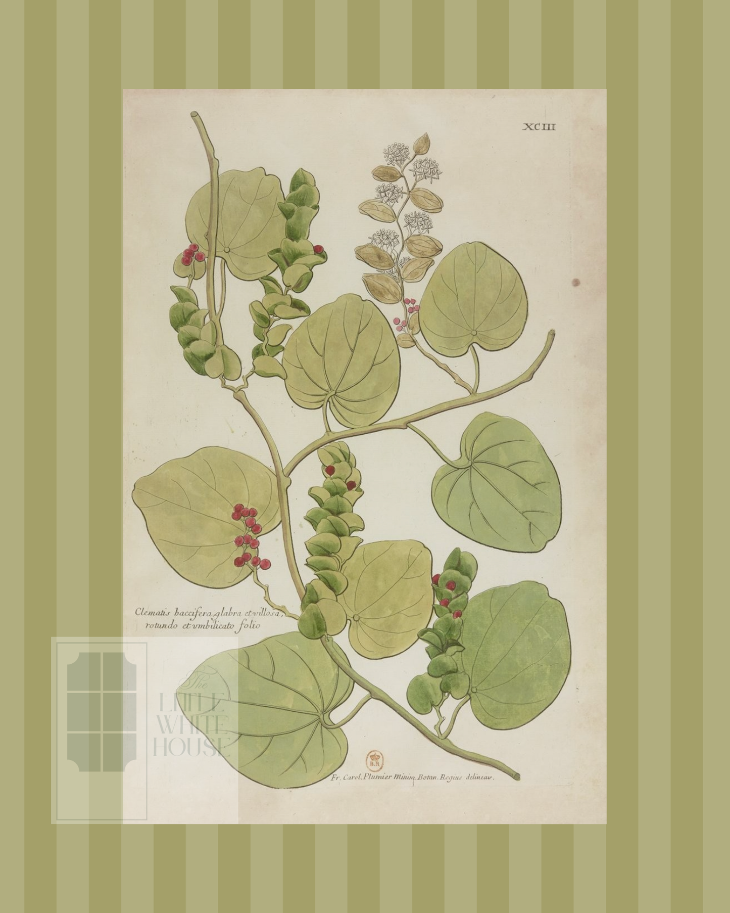 Green on Green Stripe Botanical Giclee - 8x10 - Print 2