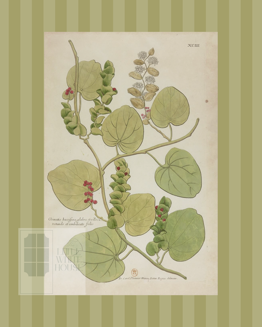 Green on Green Stripe Botanical Giclee - 8x10 - Print 2