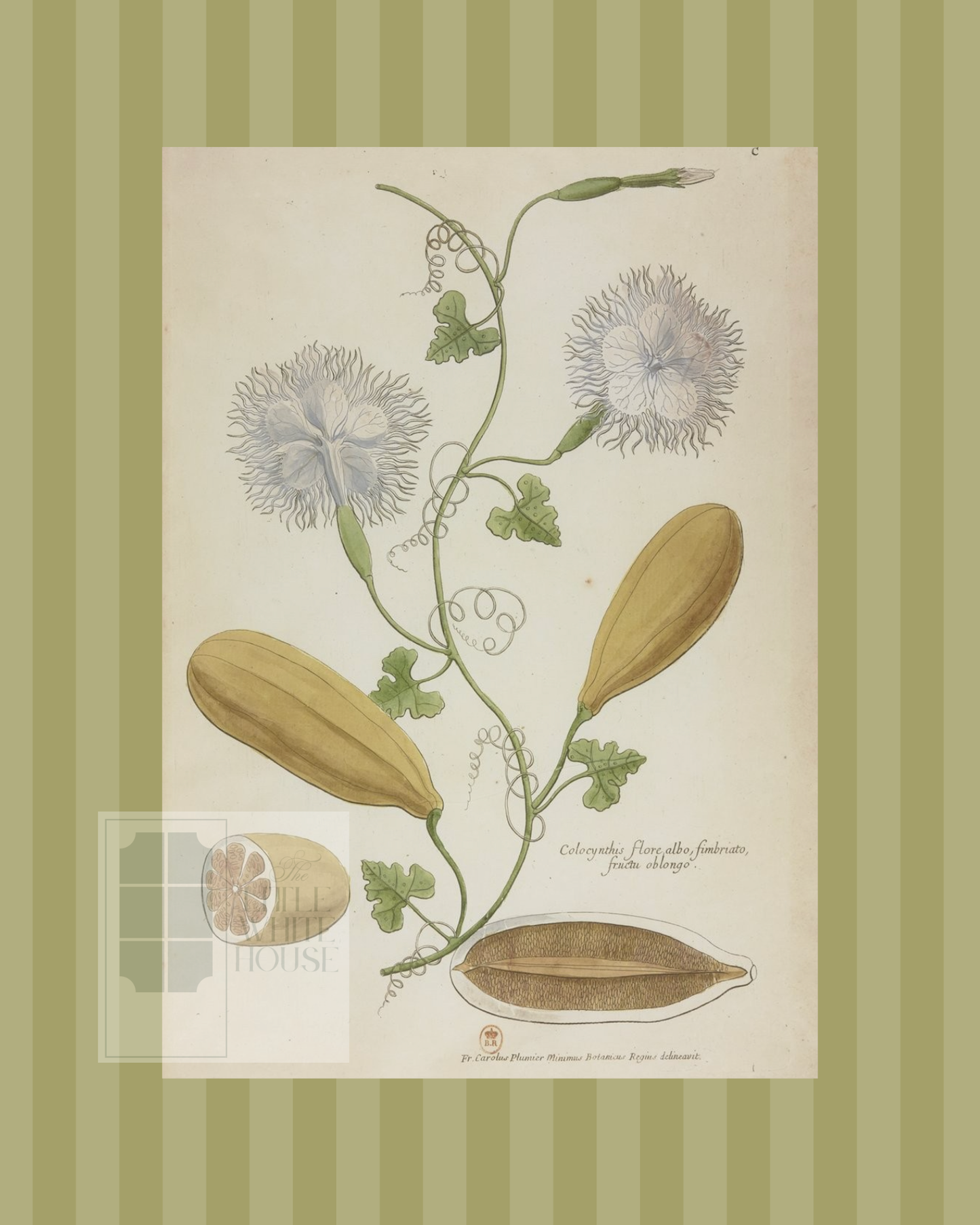 Green on Green Stripe Botanical Giclee - 8x10 - Print 3