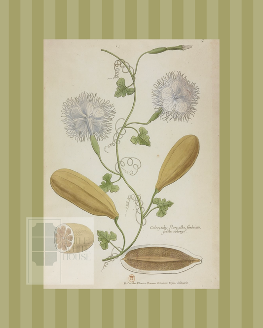 Green on Green Stripe Botanical Giclee - 8x10 - Print 3