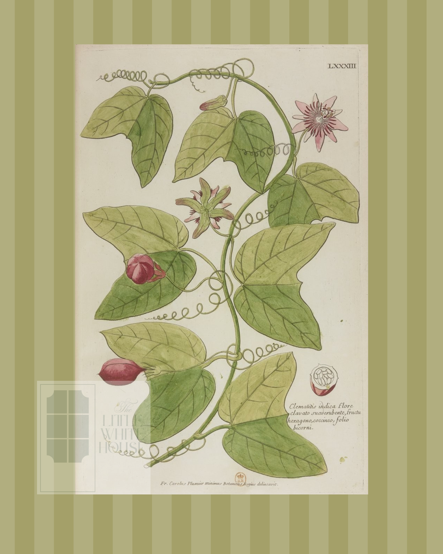 Green on Green Stripe Botanical Giclee - 8x10 - Print 5