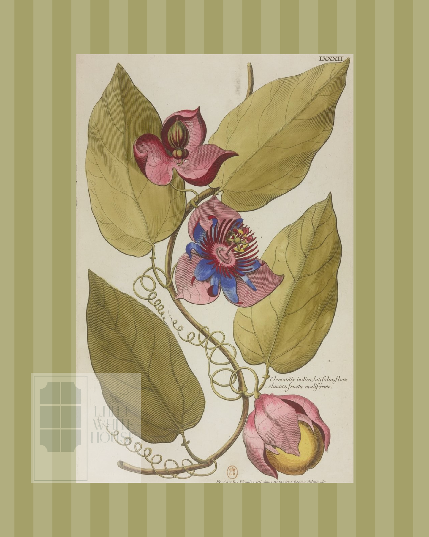 Green on Green Stripe Botanical Giclee - 8x10 - Print 6