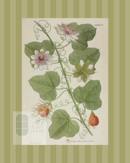 Green on Green Stripe Botanical Giclee - 8x10 - Print 7