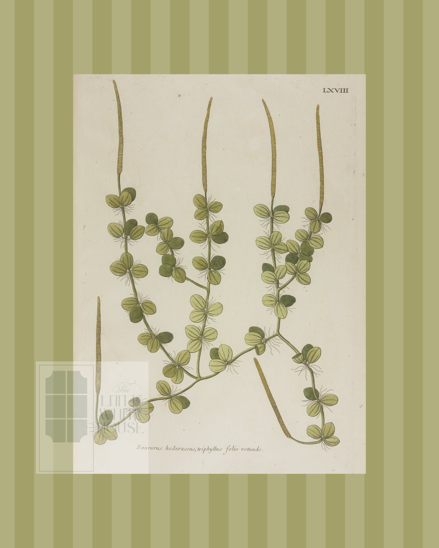 Green on Green Stripe Botanical Giclee - 8x10 - Print 8