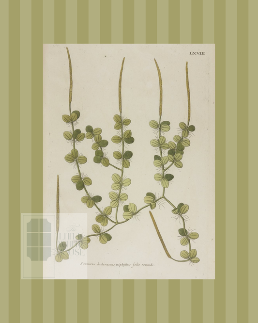 Green on Green Stripe Botanical Giclee - 8x10 - Print 8