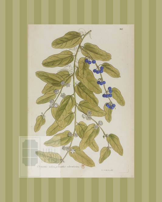 Green on Green Stripe Botanical Giclee - 8x10 - Print 9
