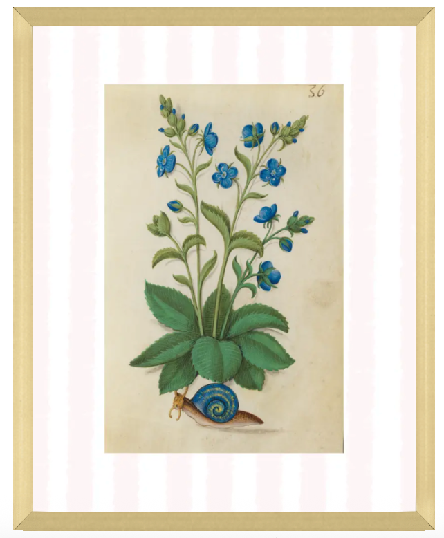 Botanical illustration of a plant with blue flowers and a snail, framed in gold.