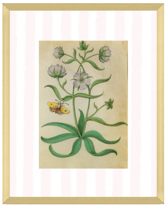 Pink & White Botanical Study, Giclee Print : STUDY 8