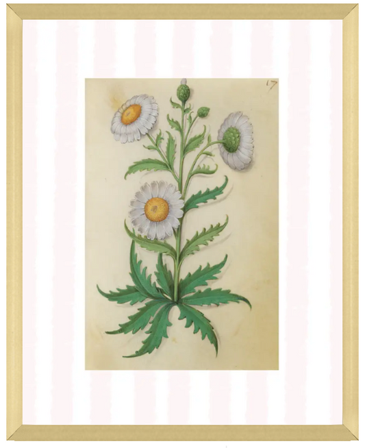 Pink & White Botanical Study, Giclee Print : STUDY 9