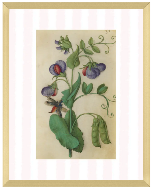 Pink & White Botanical Study, Giclee Print : STUDY 12